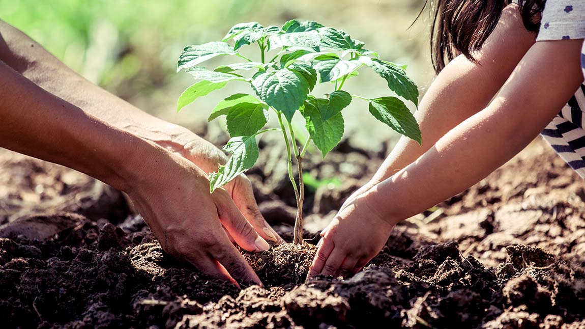 School of fish swimming together in the ocean
